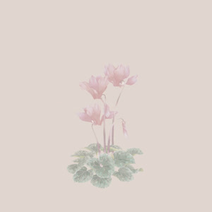 兮雨竹